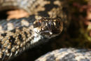 07-7508 Adder (Vipera Berus) With Flicking Tongue